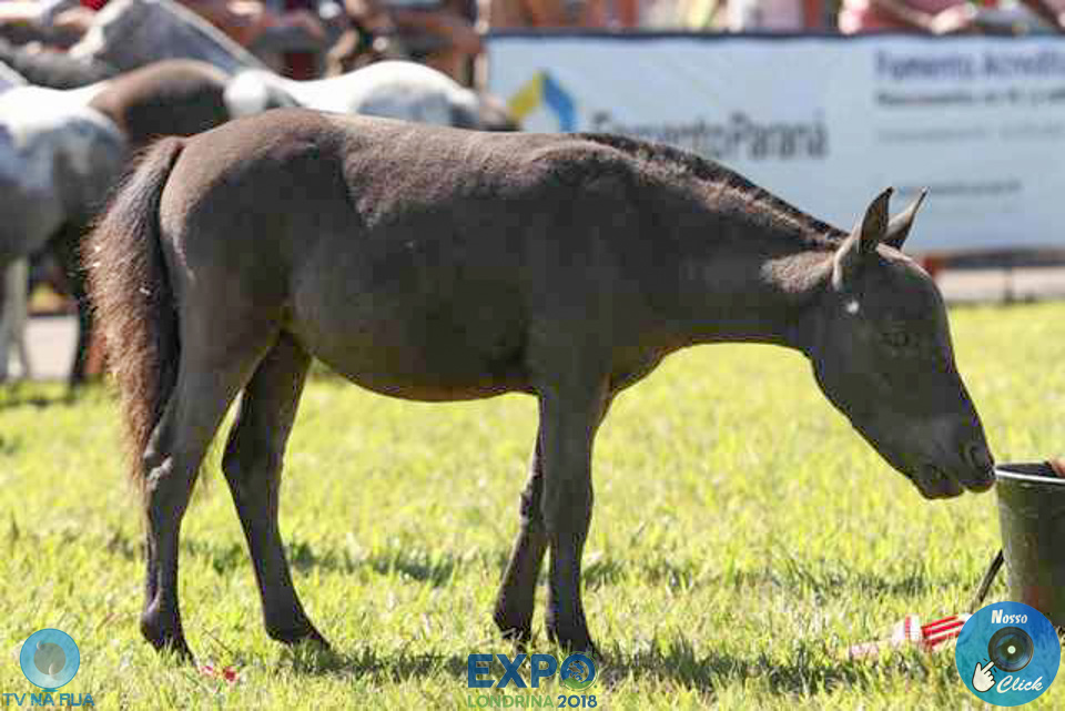 08-04-2018_ExpoLondrina_GrandeCampeonato_MiniHorse_281729.jpg