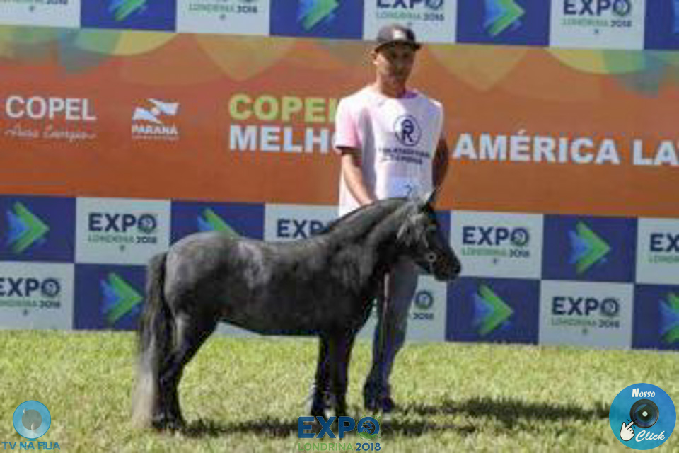08-04-2018_ExpoLondrina_GrandeCampeonato_MiniHorse_28829.jpg