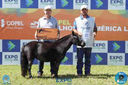08-04-2018_ExpoLondrina_GrandeCampeonato_MiniHorse_28629.jpg