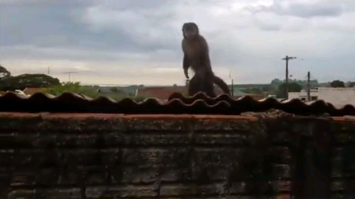 Macaco aparece em área residencial de Cambé