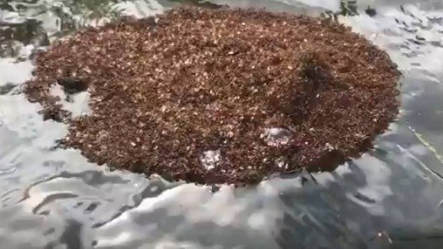 Milhões de formigas se agrupam em ilhas flutuantes para sobreviver ao furacão Florence