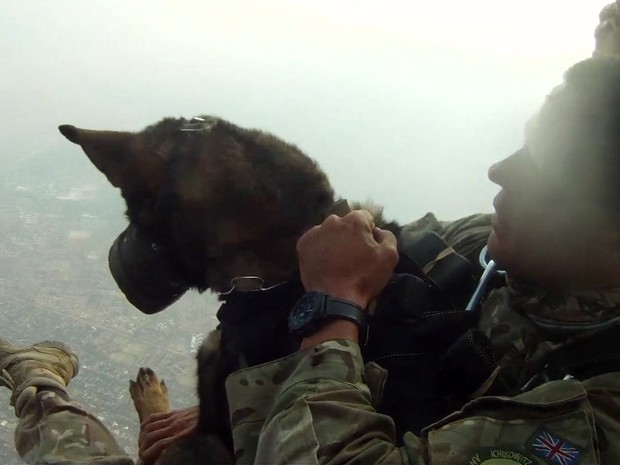 Os  "cães paraquedistas " que combatem caçadores de animais na África