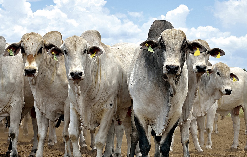 Safra pecuária: Com grandes nomes da pecuária nacional, ExpoLondrina terá evento técnico com foco na rentabilidade do gado de corte