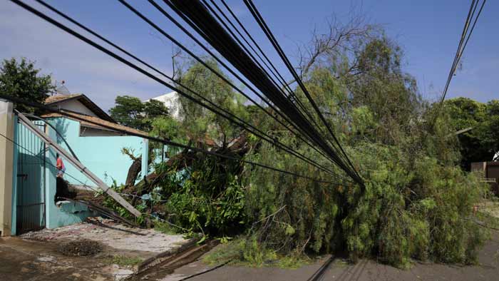 APÓS TEMPORAL: Mais de 140 notificações de quedas de árvores foram registradas após temporal desta segunda-feira, em Londrina, 