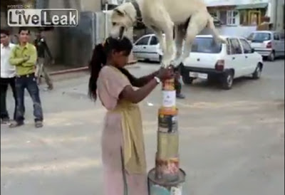 Cão explorado nas ruas da Índia