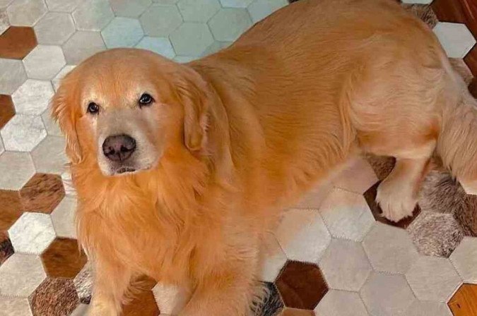 Cachorro Joca morreu em voo da Gol por choque cardiogênico, aponta laudo