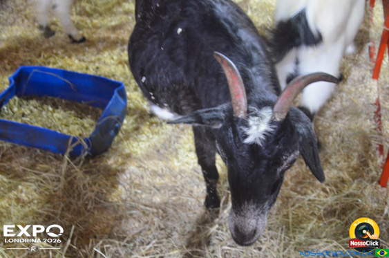 Expo Londrina 2026 em Londrina - 19/04/2026 - Foto 113