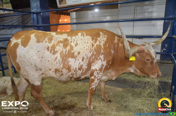 Expo Londrina 2026 em Londrina - 19/04/2026 - Foto 197