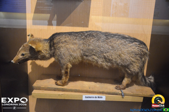 Expo Londrina 2026 em Londrina - 19/04/2026 - Foto 293