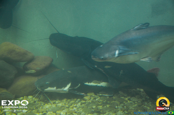 Expo Londrina 2026 em Londrina - 19/04/2026 - Foto 297