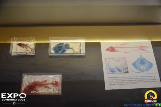 Expo Londrina 2026 em Londrina - 19/04/2026 - Foto 354