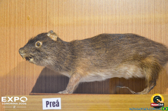 Expo Londrina 2026 em Londrina - 19/04/2026 - Foto 360