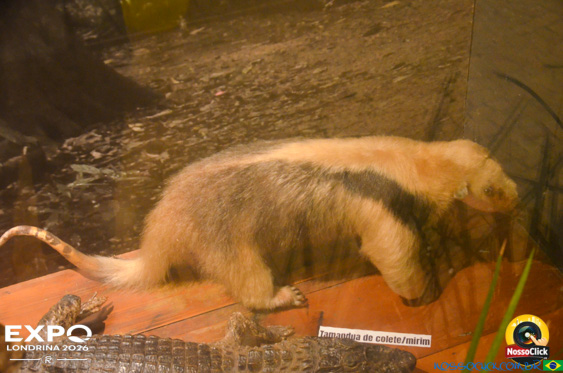 Expo Londrina 2026 em Londrina - 19/04/2026 - Foto 377