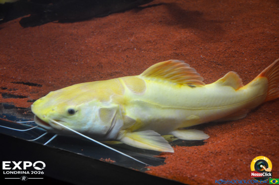 Expo Londrina 2026 em Londrina - 19/04/2026 - Foto 385