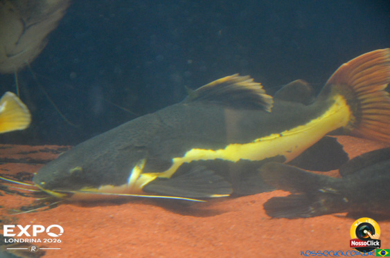 Expo Londrina 2026 em Londrina - 19/04/2026 - Foto 386