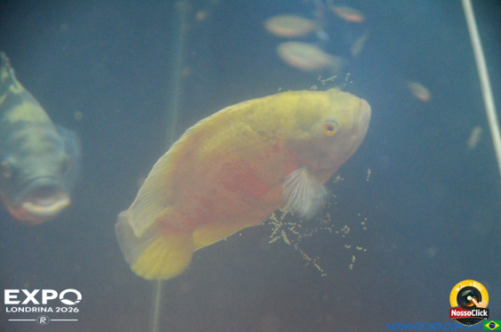 Expo Londrina 2026 em Londrina - 19/04/2026 - Foto 389