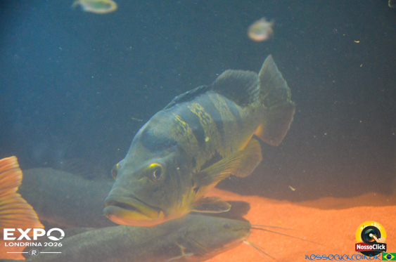 Expo Londrina 2026 em Londrina - 19/04/2026 - Foto 390