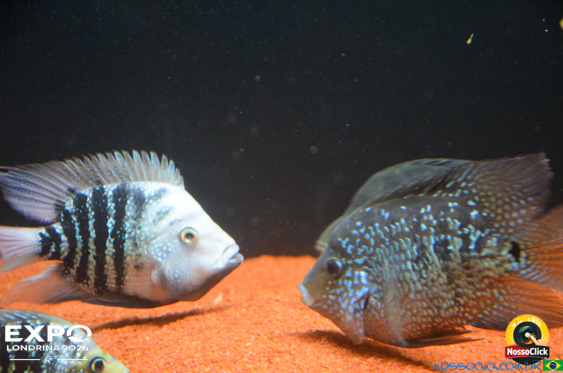 Expo Londrina 2026 em Londrina - 19/04/2026 - Foto 392